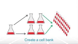 Bioprocessing Cell Culture Overview – Two Minute Tuesday Video