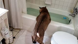 Bobcat saving his birthday dinner for later to play in bathtub