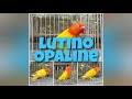 african lovebirds normal lutino vs lutino opaline