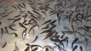 Expensive Live Gulsha/Tengra Fish In Fish Market