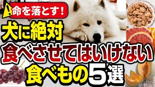 【超猛毒】犬に絶対食べさせてはいけないもの５選【命を落とす】