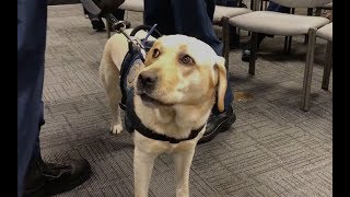 Honolulu Fire Department arson dog