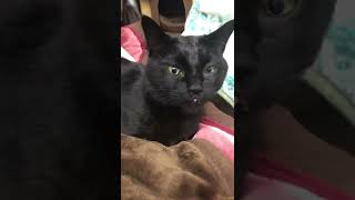 みんなでねんね【#Shorts】黒猫バロンとアメショ雑種あおい【猫動画】