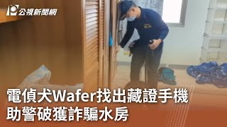 電偵犬Wafer找出藏證手機 助警破獲詐騙水房｜20240704 公視中晝新聞