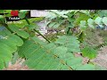 african village life cassia alata