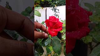 Most Beautiful Roses ~ Red Roses ~ Roses