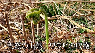 【田舎暮らし】春の山菜 天然ワラビの収穫 3月末～5月初旬くらいまで