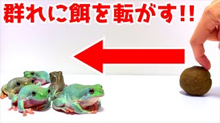 カエルの群れにエサを転がすと…とんでもないトラブル発生!!【イエアメガエル】