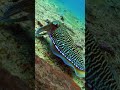 Giant Cuttlefish Hunting In The Wild