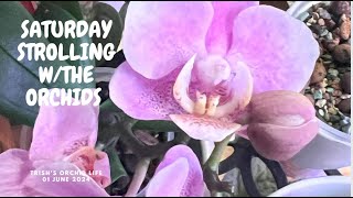 Saturday Strolling with the Orchids 01June 2024 Saturday Strolling