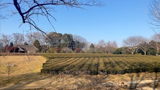 古河公方公園の冬景色　2022年2月2日　明日は節分です・・・