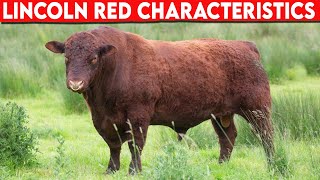 ⭕ Cattle Breeds Lincoln Red Characteristics ✅  Cattle Lincoln Red  / Bulls Lincoln Red