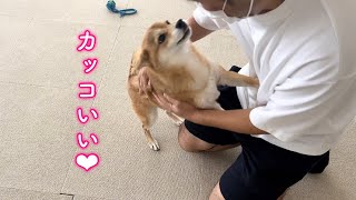 イケメンになって帰ってきたパパに抱きついて好きアピールする柴犬が可愛い