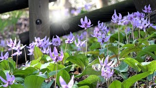 みかも山公園 (三毳山) のカタクリ ~2020年3月18日~ Dogtooth Violet Flower Blooms Beautifully : 栃木県栃木市岩舟町 : 4K