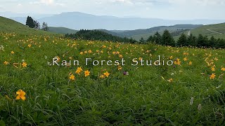 Nikko Kisuge in Kurumayama Kogen Highland [4K]