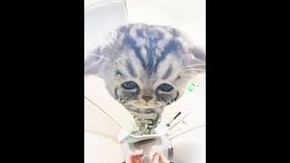 oi小猫有点火热啊 放一只招财猫在这里 一看就没什么心眼的猫猫 萌到爆炸了💥 它真的好像个小宝宝