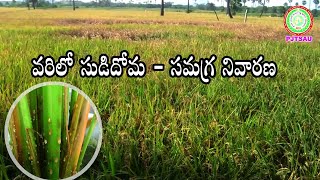 వరిలో సుడిదోమ   సమగ్ర నివారణ BPH in Paddy   Integrated Pest Management II PJTSAU II