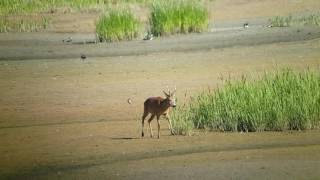 Metsäkauris - European roe deer (Capreolus capreolus)