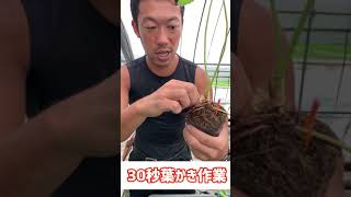 いちごの苗30秒葉かき作業Strawberry seedling 30 seconds Leaf scraping work #shorts