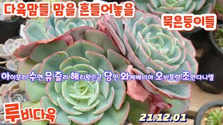 루비다육4탄/뮤즐리군생.오비포럼.조안다니엘.수연.아이보리.아메치스/택배 010 5895 1110(Korean succulent plants)