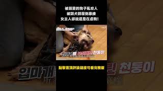 被溺愛的狗子亂咬人，被訓犬師壓倒暴揍，女主人看不下去，說這是在虐狗！