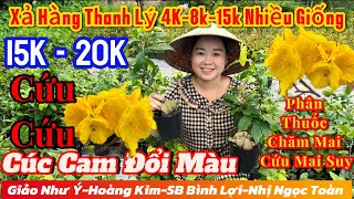 20/2☎️0357410277☎️🌲Mai Vàng Giá Rẻ🌲4K-8k-15k-20k-cúc đổi màu-giảo như ý-SB Bình Lợi-Tây Thi-Sài Gòn…