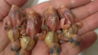 태어난지 하루 된 아기새 이유식 먹여 키우기 handfeeding for oneday baby bird