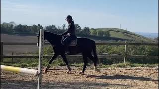 Cheval à vendre - Hongre de 5 ans très chic et gentil - equirodi.com