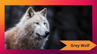 The Majestic Grey Wolf: Nature’s Perfect Predator 🐺