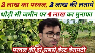 परवल की दो सबसे बेस्ट वैरायटी। परवल की खेती। pointed gourd farming। sabji ki kheti। sabji।