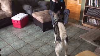 Kita playing with Rocky