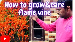 How to grow and tips flame vine, फलेम वाईन की कैसे देखभाल करें