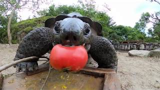 ゾウガメはトマト大好きASMR Tortoise love tomato