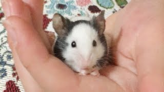 Panda mouse | かわいいパンダマウスの動画集-1