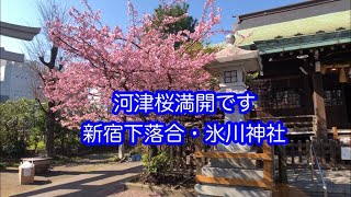 新宿下落合氷川神社　河津桜満開