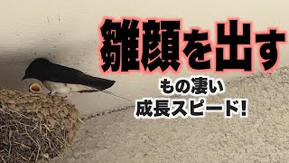 【ツバメ観察】雛顔を出す もの凄い成長スピード!