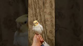 【オカメインコ】リリィちゃん　バンザーイ！