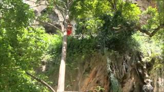 How to Climb a Palm Tree in 10 Seconds