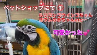 ルリコンゴウインコ、ヨウムの赤ちゃん可愛すぎた💕【ペットショップにて ①】