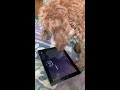 dog loves gaming on tablet viralhog