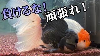 【金魚】ローズテールオランダとらんちゅうの塩水浴＆薬浴治療を開始します！