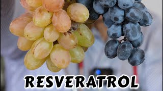 RESVERATROL | Bağ Bozumu | Üzümün Faydaları