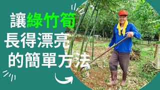 綠竹筍長得漂亮的方法2022 How to add soil on bamboo