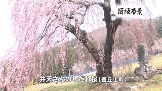 弁天さんのしだれ桜