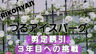 つるアイスバーグ 剪定と誘引3年目への挑戦！