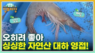 오히려 좋아 싱싱한 자연산 대하 영접! MBN 220921 방송