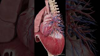 3d anatomy of the heart and diaphragm  #anatomy #meded #science