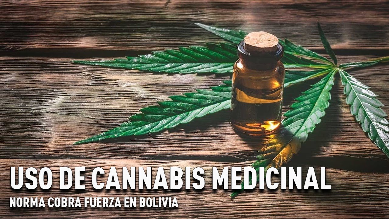 Norma Para Uso De Cannabis Medicinal Cobra Fuerza En Bolivia. - YouTube