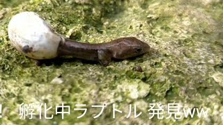 庭でカナヘビラプトルの卵発見！そして孵化！！産まれたてホヤっホヤのカナヘビラプトルの赤ちゃんにおっさん感激！！