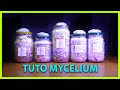 🍄 Comment FABRIQUER son MYCÉLIUM sur grain ? [ Tuto ]